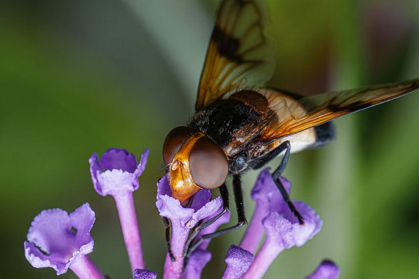 Insect on flower by Creative Art Andreas Voigt