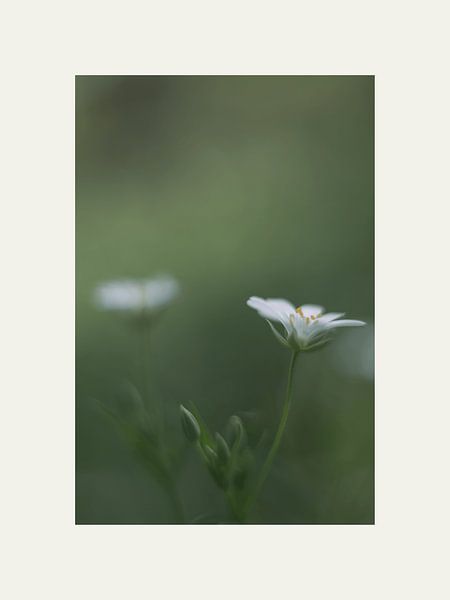 White and green by @Unique