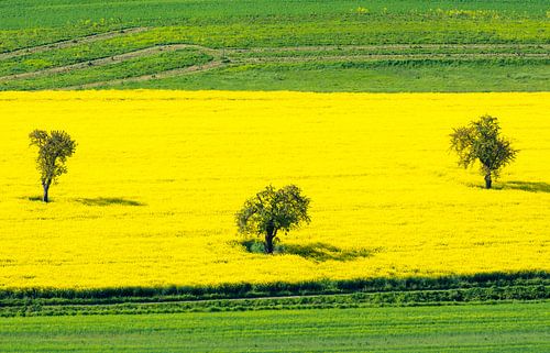 Landelijke idylle met een koolzaadveld