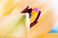 Close-up lelies - Puur Detail 2