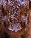 Close-Up schotse hooglander van Samantha Rorijs thumbnail