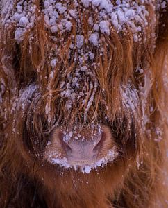 Close-Up schotse hooglander van Samantha Rorijs