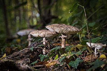 Champignons dans la forêt d'Eyser sur Rob Boon