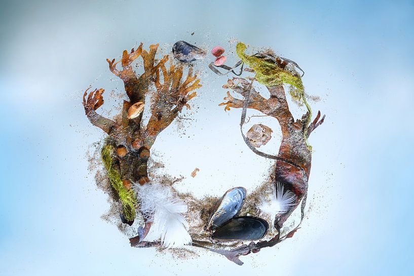 Composition of seaweed, shells, sand and stranded goods in a rin by Maren Winter