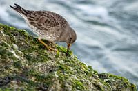 Tüpfelsumpfhuhn auf dem Pier von IJmuiden