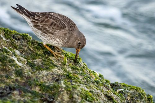 Marouette ponctuée sur la jetée d'IJmuiden