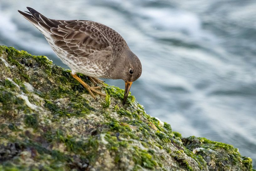 Piedmont stint on the pier of IJmuiden by Miranda Vleerlaag