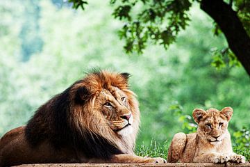 Twee Afrikaanse Leeuwen van Walljar