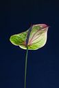 Anthurium lumineux par Atelier Meta Scheltes Aperçu