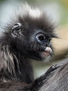 Brillangoer : Königlicher Bürgerzoo