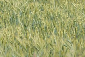 Roggeveld in de Achterhoek in Nederland