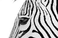 Zebra sw 1070700 von Barbara Fraatz Miniaturansicht