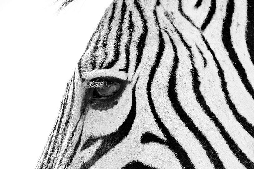 Zebra sw 1070700 von Barbara Fraatz