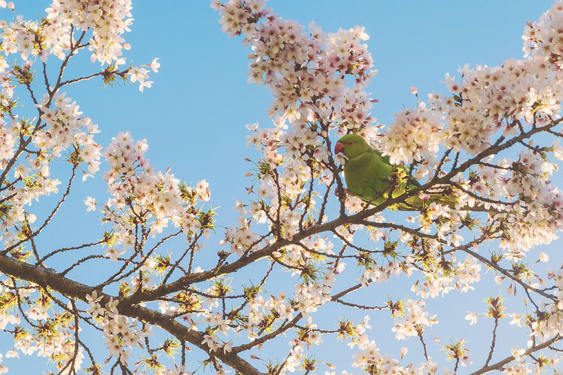 Perruche à collier et arbre à fleurs par Paul Poot