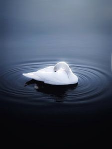 The swan by Maria Almyra