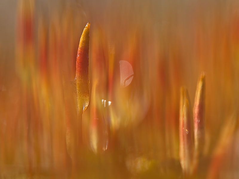 Zandhaarmos by Dick Vermeij