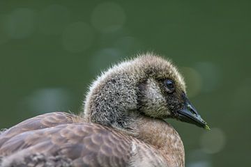 Pul Grote Canadese Gans van Elsa Star