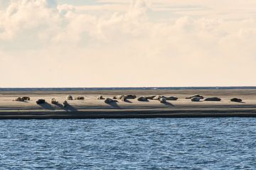 Zandbank met zeehonden op het strand van Blåvand van Martin Köbsch