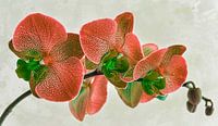 orchidee, oranje van Rietje Bulthuis thumbnail