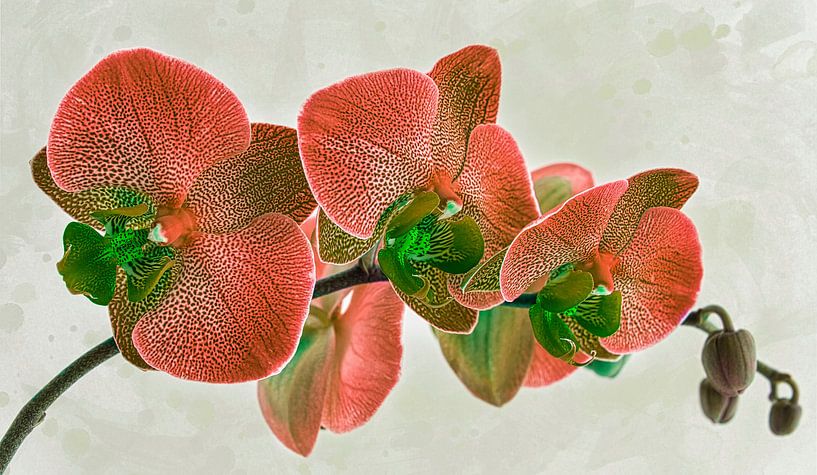 orchidee, oranje van Rietje Bulthuis