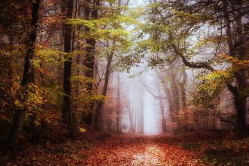 Early November by Tvurk Photography
