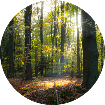 Zonnestraal in het bos van Chris van Kan