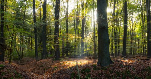 Zonnestraal in het bos