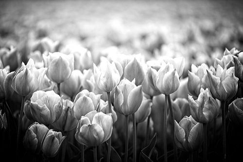 Tulips in black and white