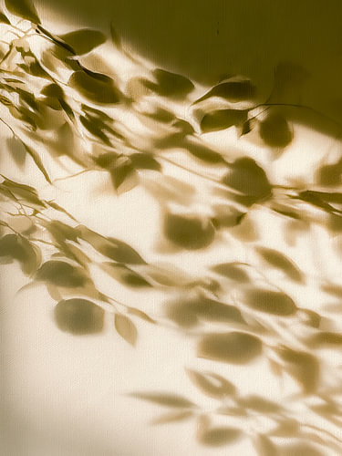 Komorebi – das Spiel von Licht und Schatten