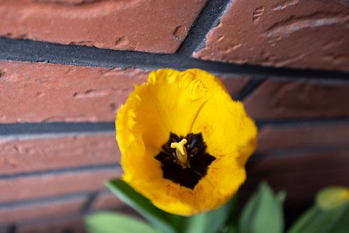 De eerste bloemen in de Emsland-tuin.