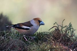 Apfelfink von Merijn Loch