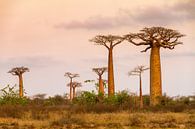Landschap met Baobabs van Dennis van de Water thumbnail