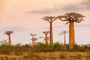 Landschap met Baobabs van Dennis van de Water