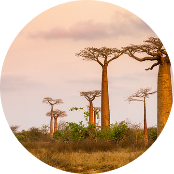 Landschap met Baobabs van Dennis van de Water