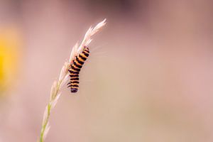 gelbe schwarze Zebra-Raupe von Tania Perneel