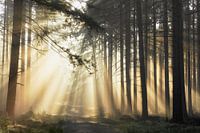 Strahlender Septembermorgen auf der Veluwe