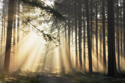 Stralende september ochtend op de Veluwe