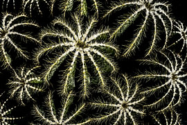 Cactus: A brilliant parody