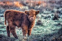 Schotse hooglander kalf | Moody | Scottish highland cattle | Portrait | Fotobehang