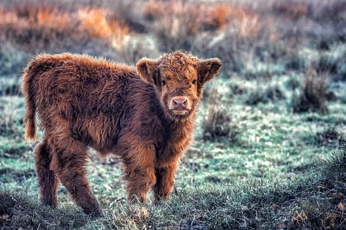 Scottish Highland Calf