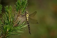 Libelle in een boom