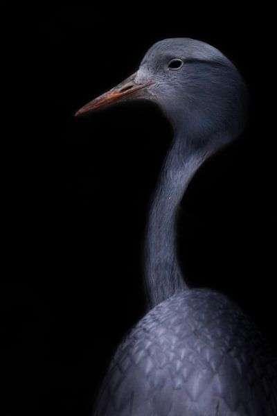 kraanvogel sierlijke vogel close-up, dunne lange nek, mooie kop op een wazige achtergrond de tweede  van Michael Semenov