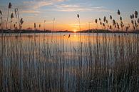 Reed Puddle, Emmen par Rene Mensen Aperçu