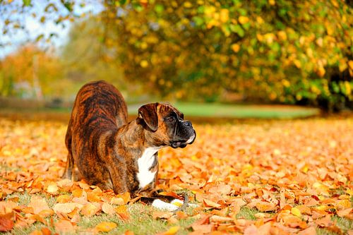 Boxer spielt im Herbstlaub