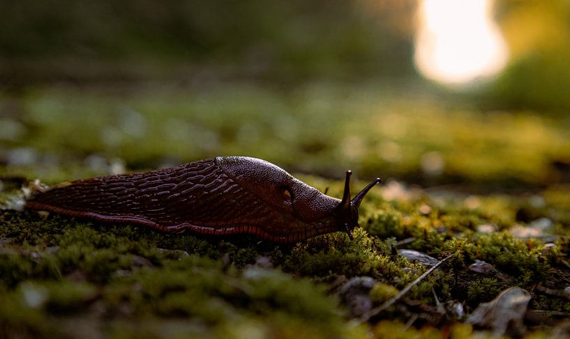 Le rythme de l'escargot par Tim Breeschooten