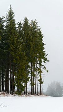 Groepje bomen in winters landschap van Koen Leerink