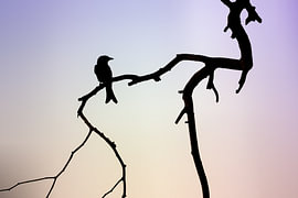 Silhouette bei Sonnenuntergang von Lichtveld