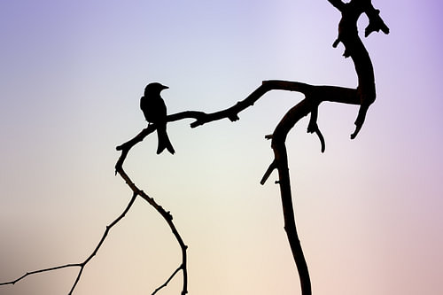 Silhouet at sunset