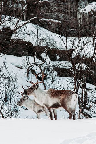 Rentiere in Norwegen