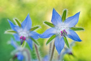 Borage Flowers on Lime Green van Iris Holzer Richardson